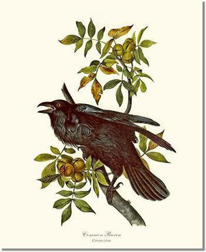 Bird Print: Raven, Common