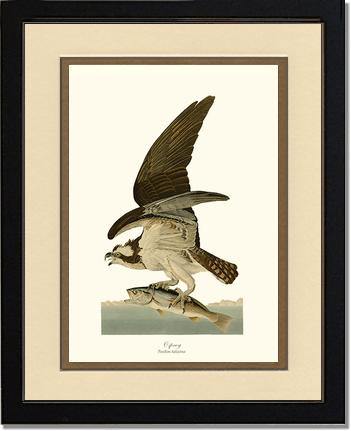 Osprey - Charting Nature