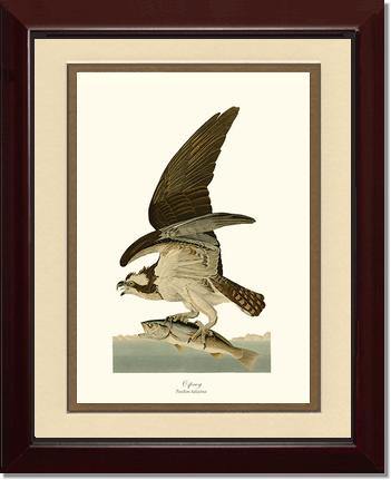 Osprey - Charting Nature