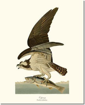 Bird Print: Osprey