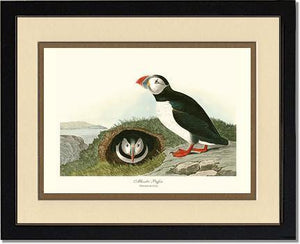 Puffin, Atlantic - Charting Nature