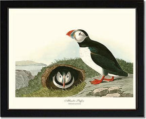 Puffin, Atlantic - Charting Nature