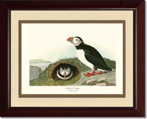 Puffin, Atlantic - Charting Nature