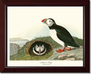 Puffin, Atlantic - Charting Nature