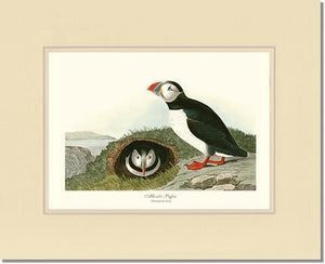 Puffin, Atlantic - Charting Nature