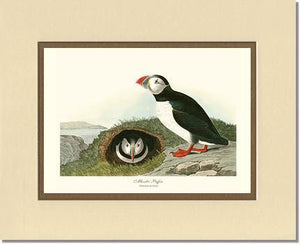 Puffin, Atlantic - Charting Nature