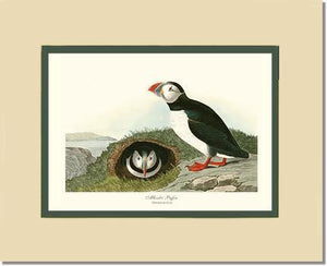 Puffin, Atlantic - Charting Nature