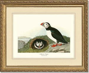 Puffin, Atlantic - Charting Nature