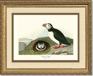 Puffin, Atlantic - Charting Nature