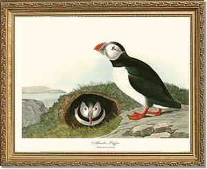 Puffin, Atlantic - Charting Nature