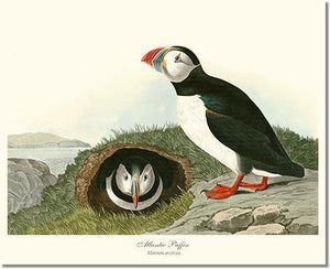 Bird Print: Puffin, Atlantic