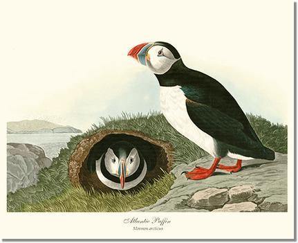 Puffin, Atlantic