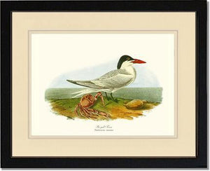 Tern, Royal - Charting Nature