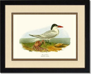 Tern, Royal - Charting Nature