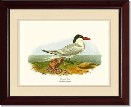 Tern, Royal - Charting Nature