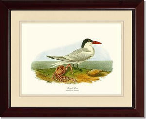 Tern, Royal - Charting Nature
