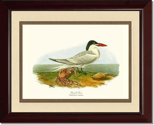 Tern, Royal - Charting Nature