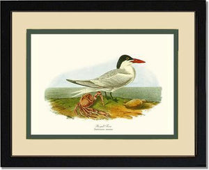 Tern, Royal - Charting Nature