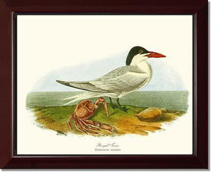 Tern, Royal - Charting Nature