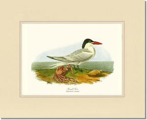 Tern, Royal - Charting Nature