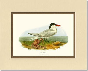 Tern, Royal - Charting Nature