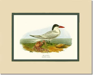 Tern, Royal - Charting Nature