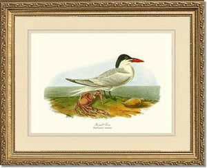 Tern, Royal - Charting Nature