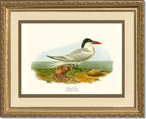 Tern, Royal - Charting Nature