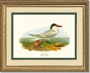 Tern, Royal - Charting Nature