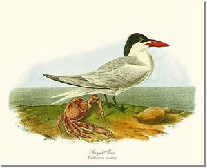 Bird Print: Tern, Royal