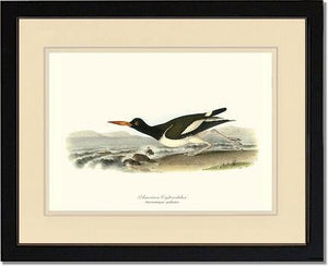 Oystercatcher, American - Charting Nature