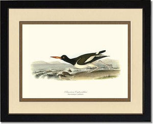 Oystercatcher, American - Charting Nature