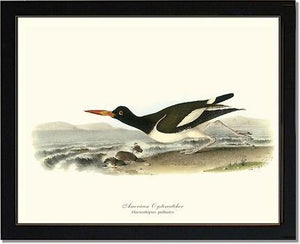 Oystercatcher, American - Charting Nature