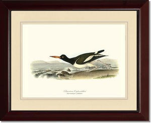 Oystercatcher, American - Charting Nature