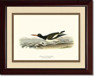 Oystercatcher, American - Charting Nature