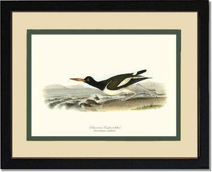 Oystercatcher, American - Charting Nature