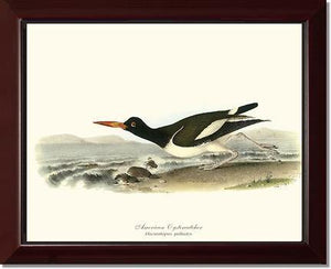 Oystercatcher, American - Charting Nature