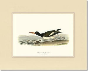 Oystercatcher, American - Charting Nature