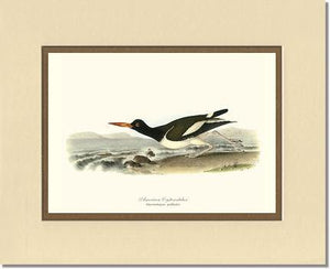 Oystercatcher, American - Charting Nature