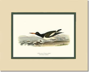 Oystercatcher, American - Charting Nature