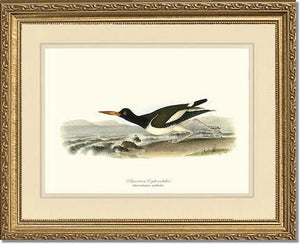 Oystercatcher, American - Charting Nature