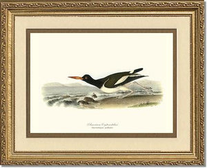 Oystercatcher, American - Charting Nature