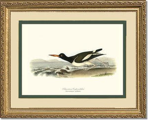 Oystercatcher, American - Charting Nature