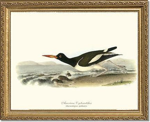 Oystercatcher, American - Charting Nature