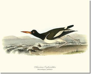 Bird Print: Oystercatcher, American