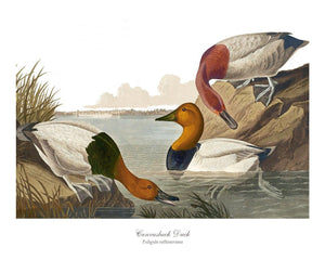Audubon Matching Set of 4 Duck Prints - Charting Nature