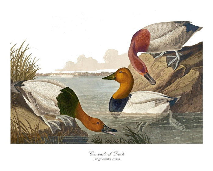 Canvasback Duck