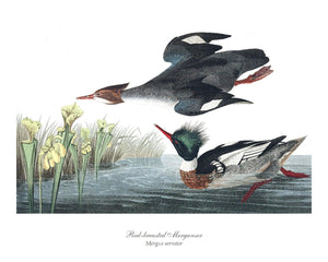 Red-headed Merganser Duck - Charting Nature