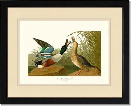 Duck, Northern Shoveler - Charting Nature