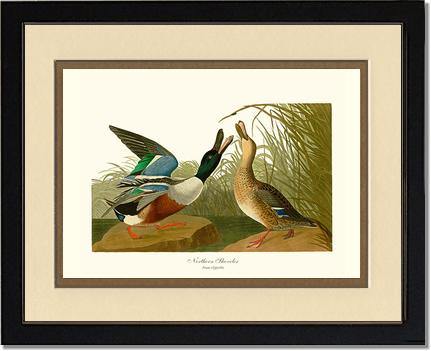 Duck, Northern Shoveler - Charting Nature